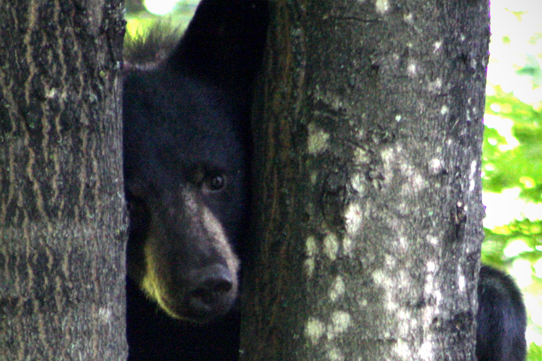 peek a bear